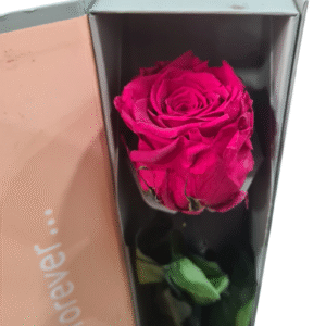 Rosa Preservada