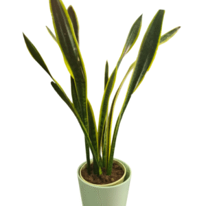 Sansevieria