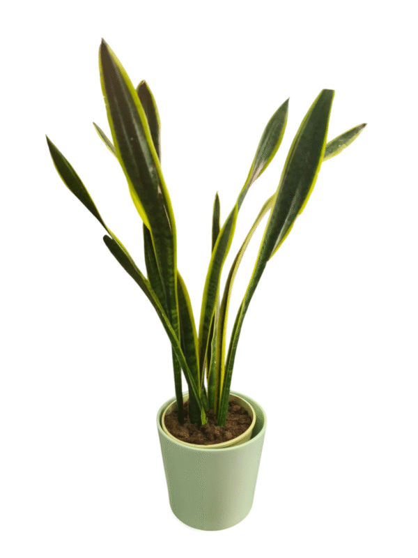 Sansevieria