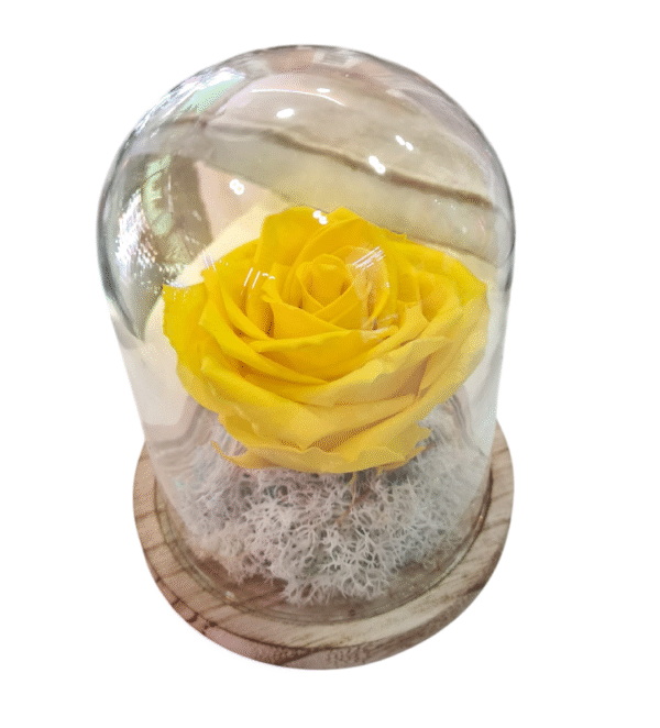 Rosa Eterna en Campana de Cristal (L)