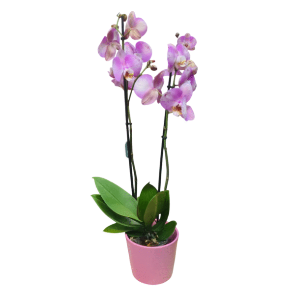 Orquídea