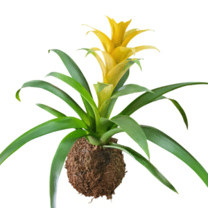 Guzmania en Kokedama
