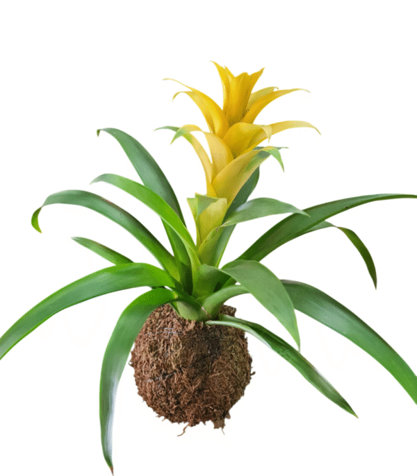 Guzmania en Kokedama