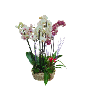 Jardín de Orquídeas