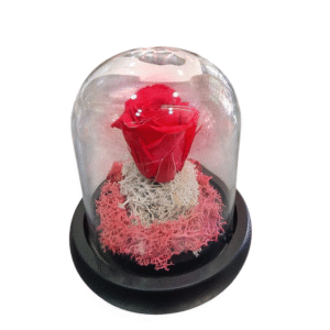 Rosa Eterna en Campana de Cristal (S)
