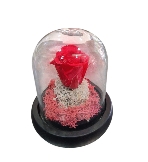 Rosa Eterna en Campana de Cristal (S)