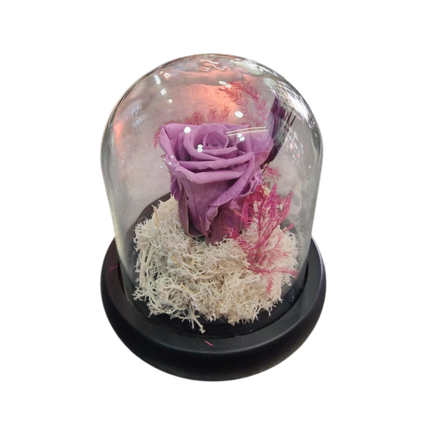 Rosa Eterna en Campana de Cristal (S)