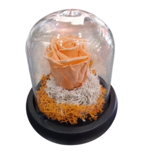 Rosa Eterna en Campana de Cristal (S)