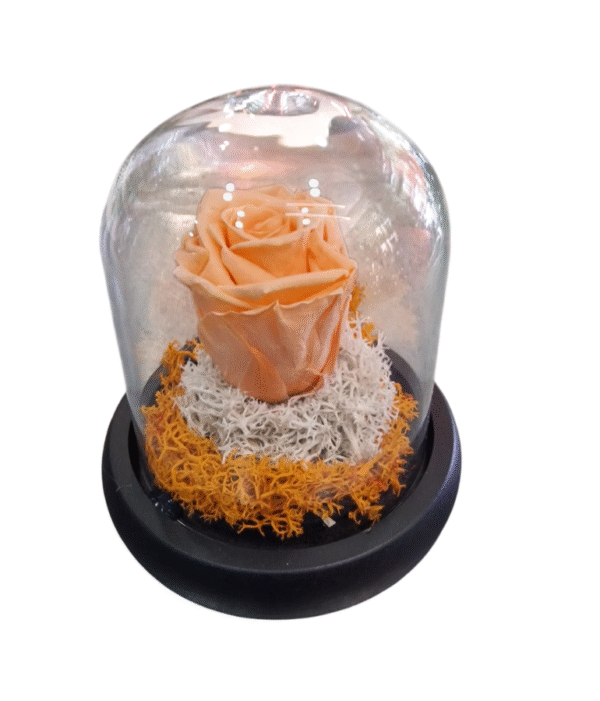 Rosa Eterna en Campana de Cristal (S)