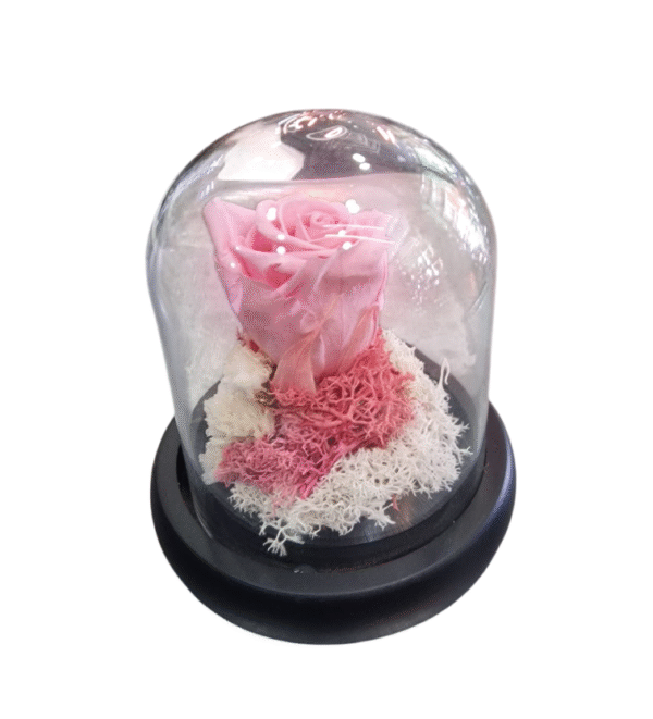 Rosa Eterna en Campana de Cristal (S)