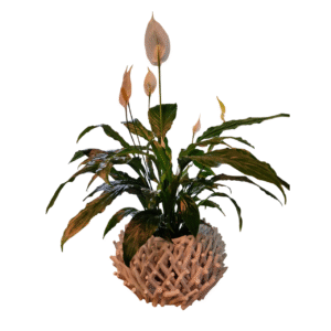 Spathiphyllum