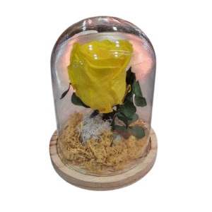 Rosa Eterna en Campana de Cristal (L)