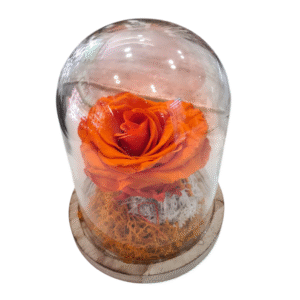 Rosa Eterna en Campana de Cristal (L)