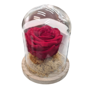 Rosa Eterna en Campana de Cristal (L)