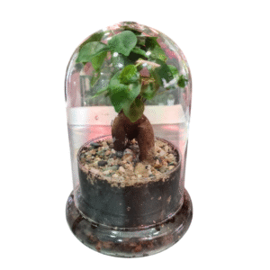 Ficus Ginseng en Huevo de Cristal