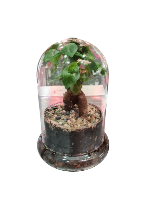 Ficus Ginseng en Huevo de Cristal