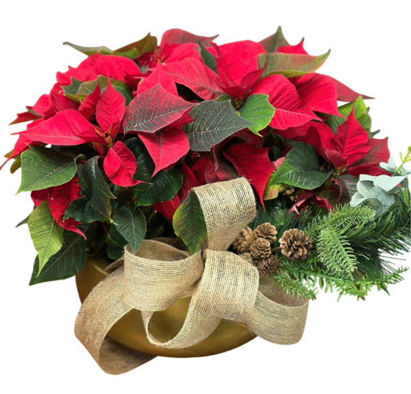 Jardín de Poinsettias